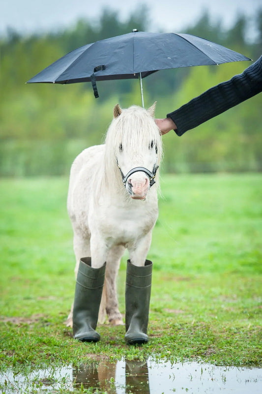 Autumn and winter – support your horse's immune system during germ season