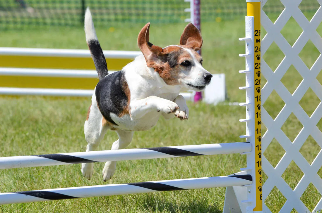 Joint problems in dogs are a common concern