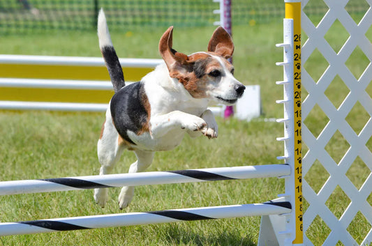 Joint problems in dogs are a common concern