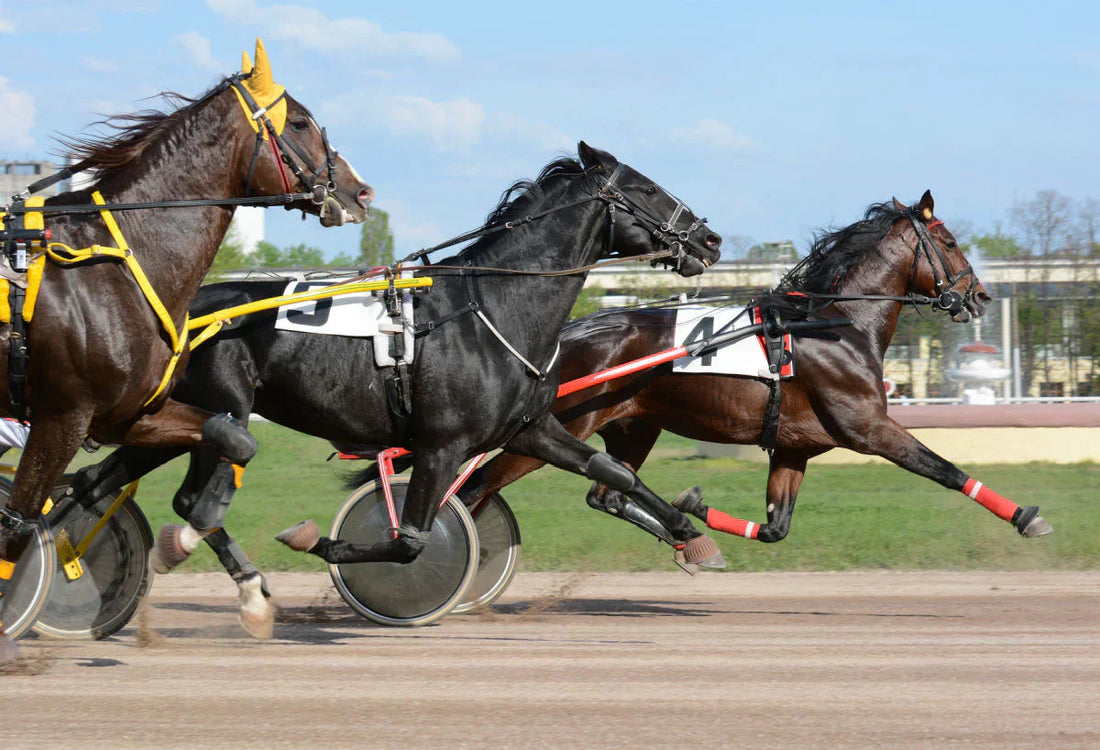 Supporting a sport horse's performance through feeding