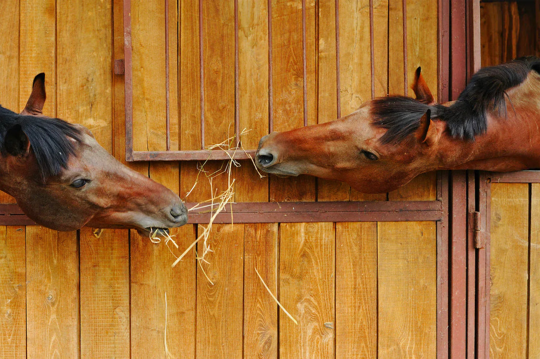 The indoor feeding season for horses is approaching – how should you prepare?