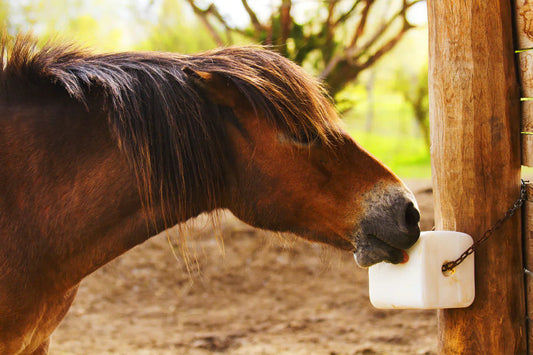 Mineral Interactions in Equine Nutrition