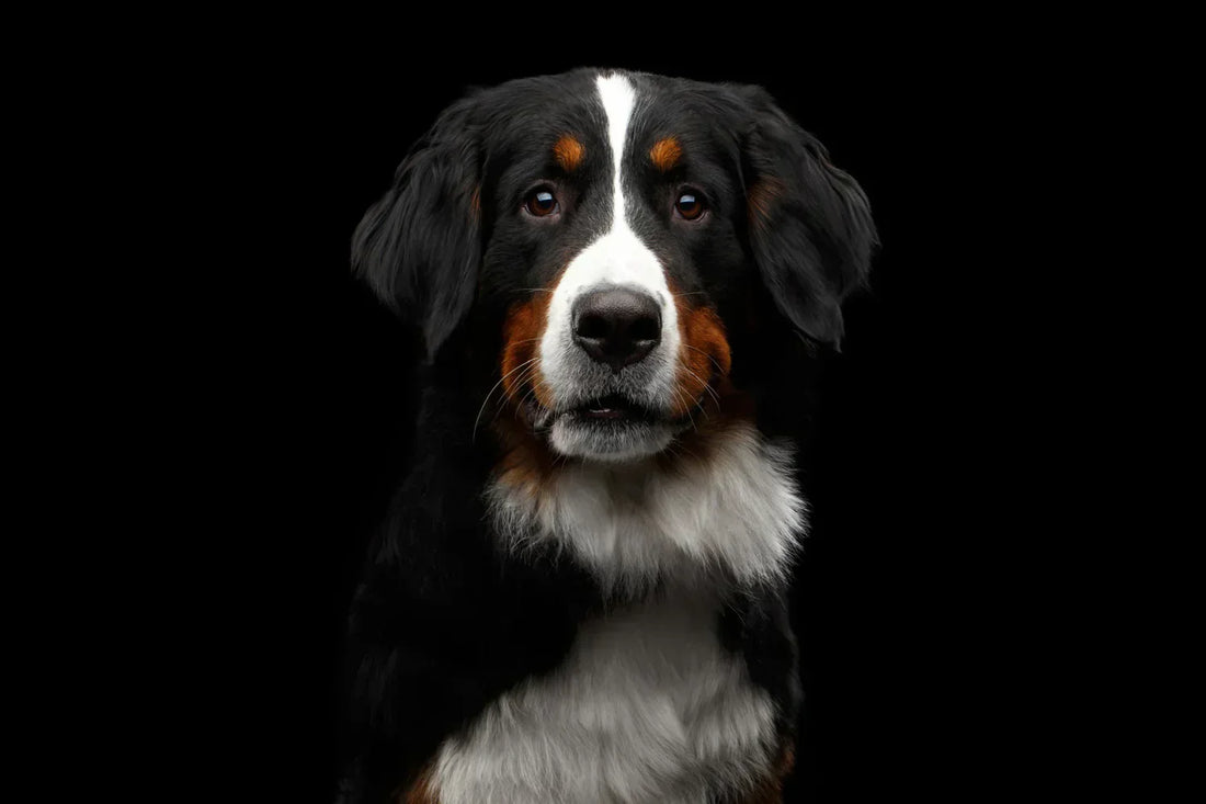 DOG HEARTBURN IS A FAIRLY COMMON BUT UNPLEASANT PROBLEM