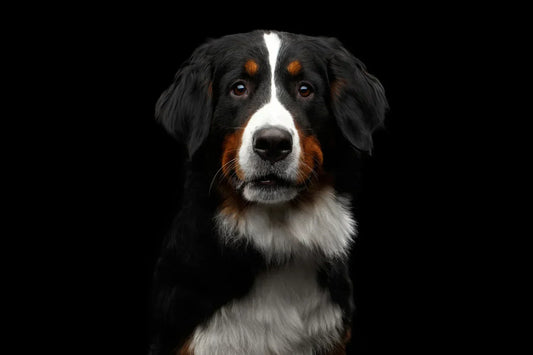 DOG HEARTBURN IS A FAIRLY COMMON BUT UNPLEASANT PROBLEM