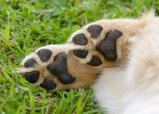 Support Paw Pads with Nutrition