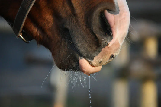 Sugar does not belong in a horse's electrolytes