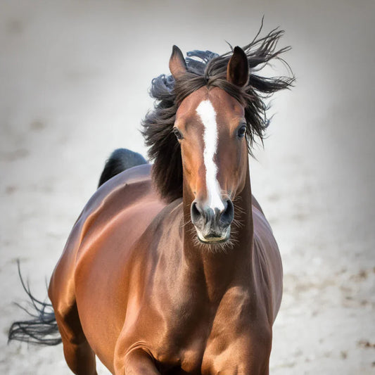 Research-based benefits of zinc for horses