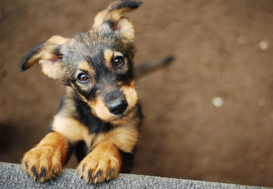 Zinc Is an Important Trace Element for Dogs That Supports the Wellbeing of Skin, Coat, and Nails