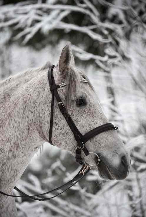 Gastric Ulcers Are a Painful Condition in Horses