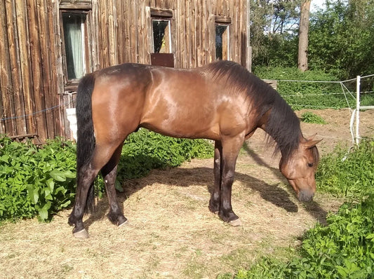 Protect That Tummy Made Toivo a Pleasant Horse