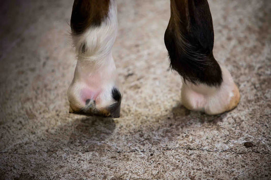 Joint Problems in Horses Are Common