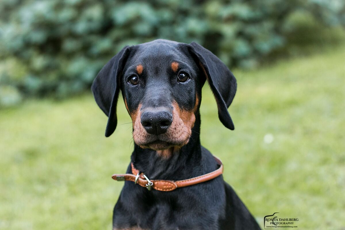 Summer sale for dogs!