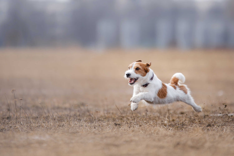 Sport Dogs