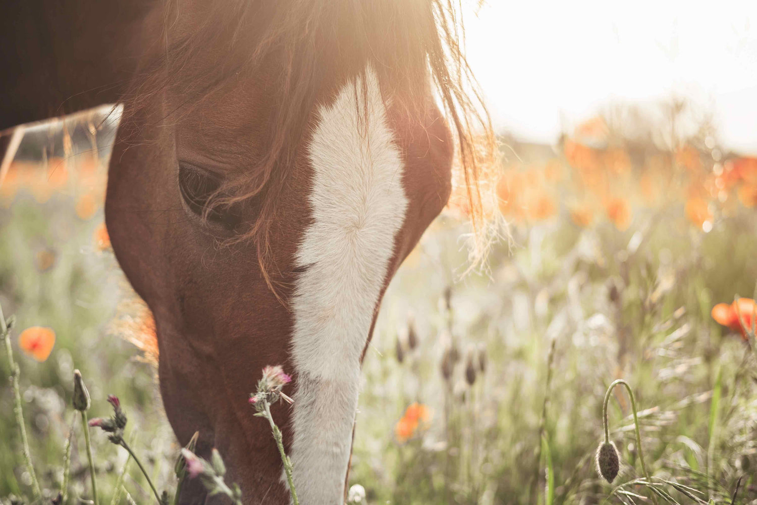 Summer Sale for horses!