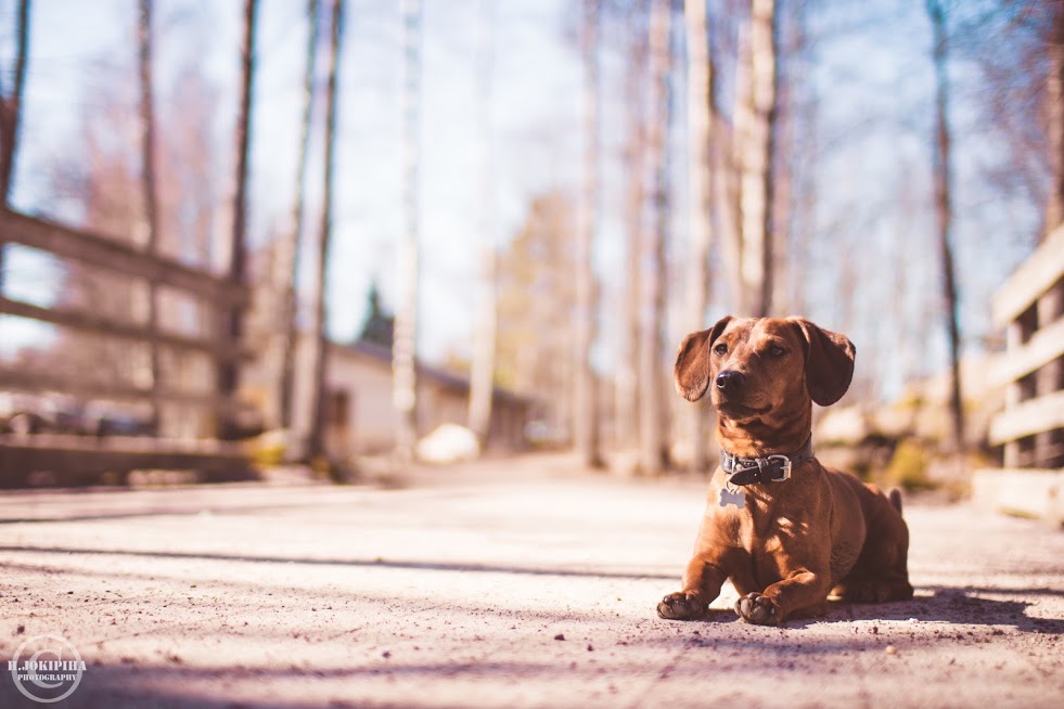 Fibers for Dogs