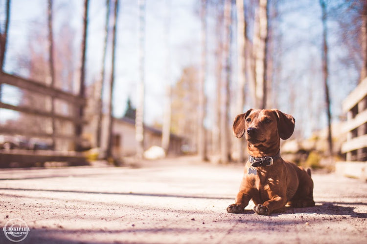 Fibers for Dogs