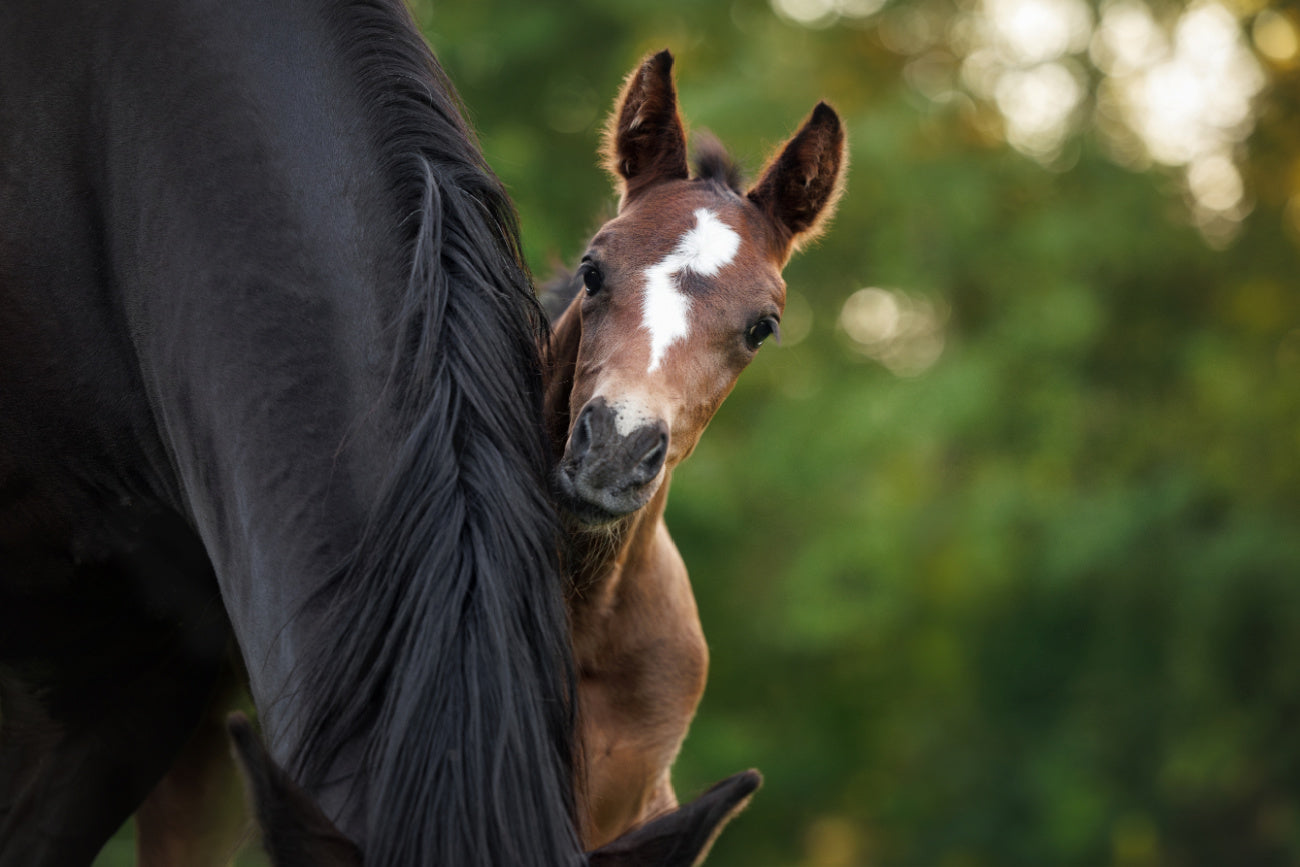 Pregnant Mare