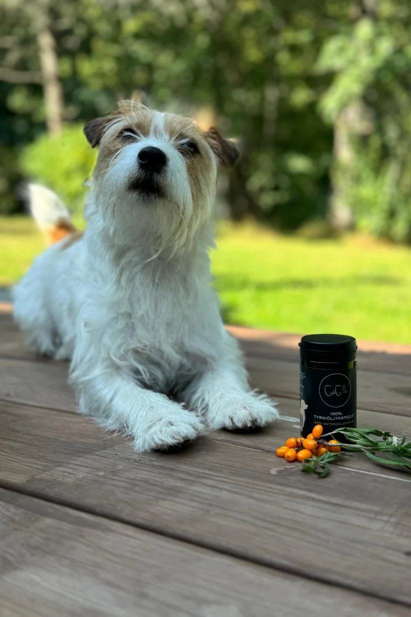 CdG Duindoorn - Duindoornolie capsules voor honden